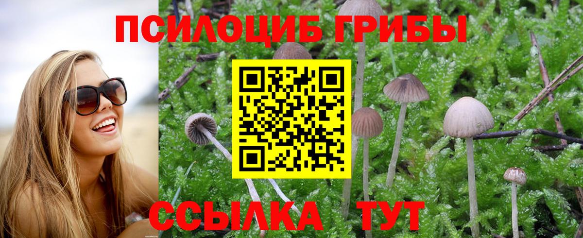 Дзержинск  Псилоцибиновые грибы Psilocybine cubensis  Вход с VPN 